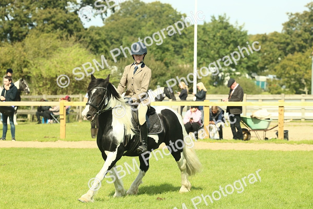 SBM_66668 - S34 - Rehabilitated Rescue Horse & Pony In Hand & Ridden
