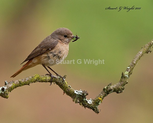 217 - Flycatchers, Redstarts & Stonechats