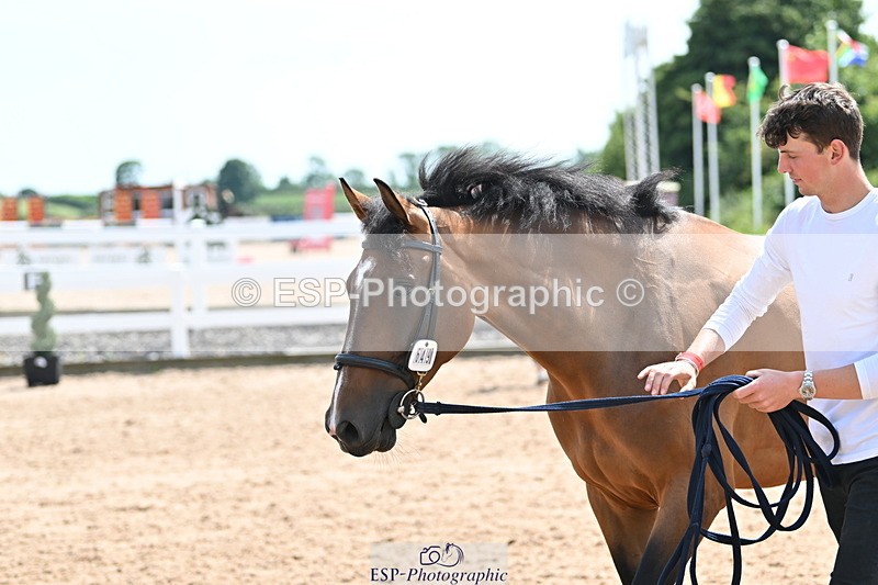 240717A-150230-02470 - Trot Up 3pm to 4pm