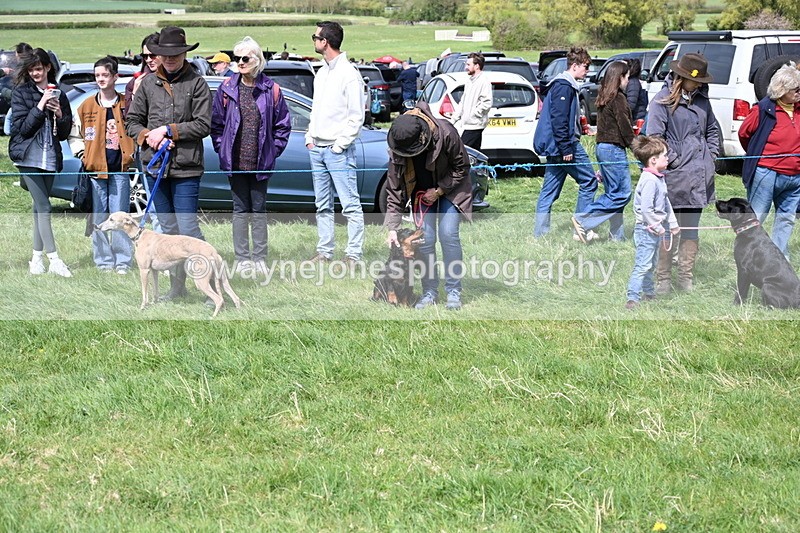 WJ6_8687 - Class 8 Best Working / Gun Dog or Bitch