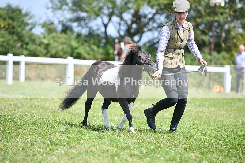DSC_7386 - Class 62: Coloured Pony Youngstock