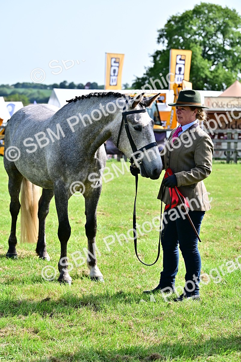 SBM_03350 - Class 50 - 54 Light Horse Breeding