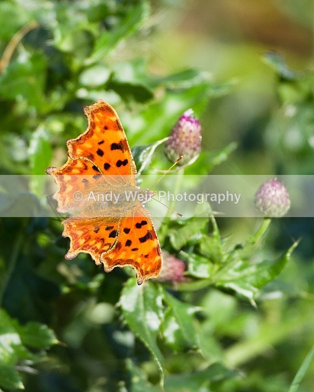 20110917-_MG_6848 - Butterflies & Moths