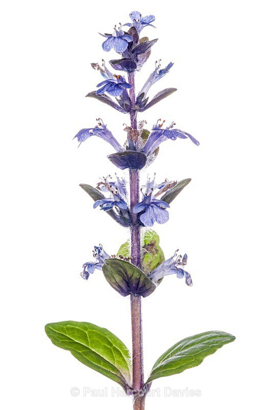 Pyramidal Bugle (Ajuga pyramidalis). MYN - Plants - WB