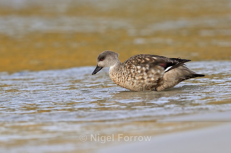 Crested Duck enters sea, Carcass Island, Falklands - Crested Duck