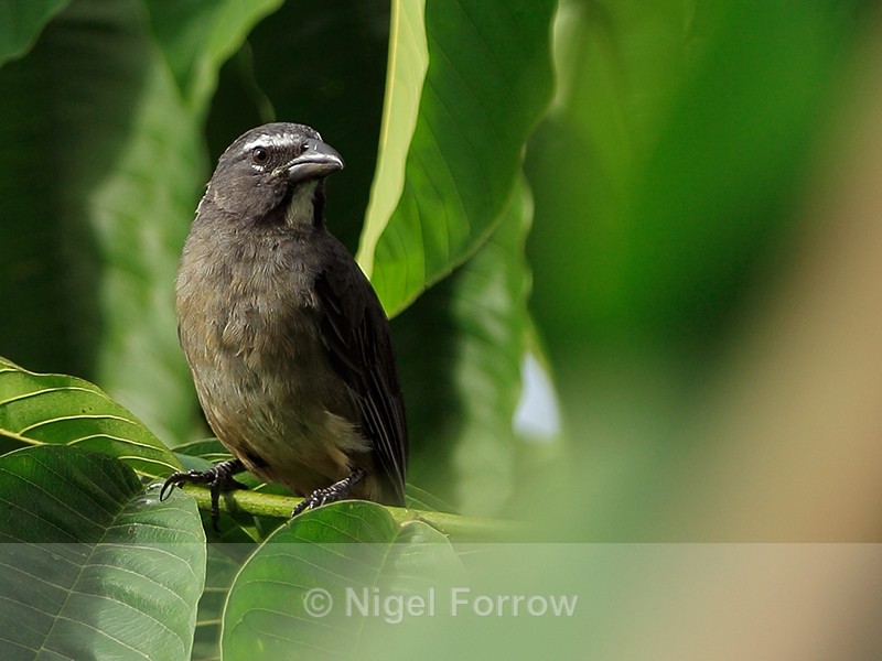 Greyish Saltator perched, Costa Rica - Greyish Saltator