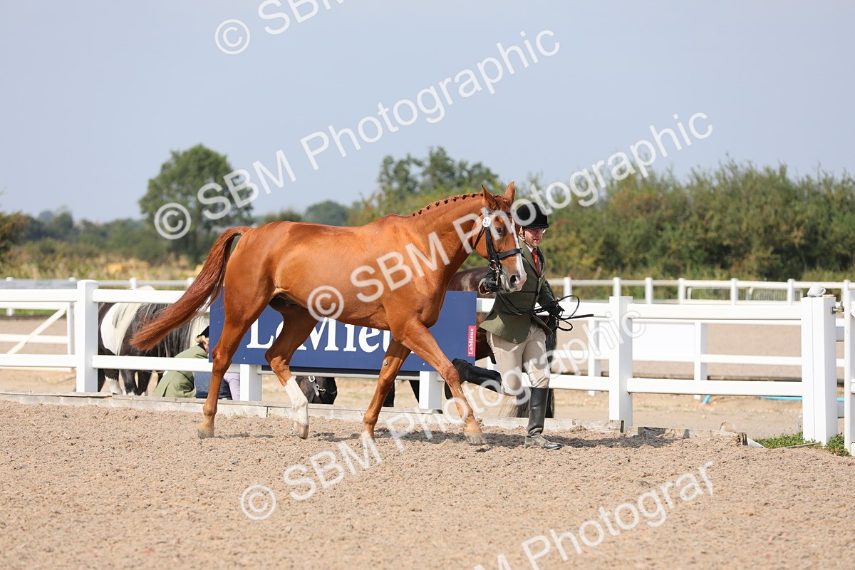 SBM_15704 - Class 312 IH Competition Horse/Pony