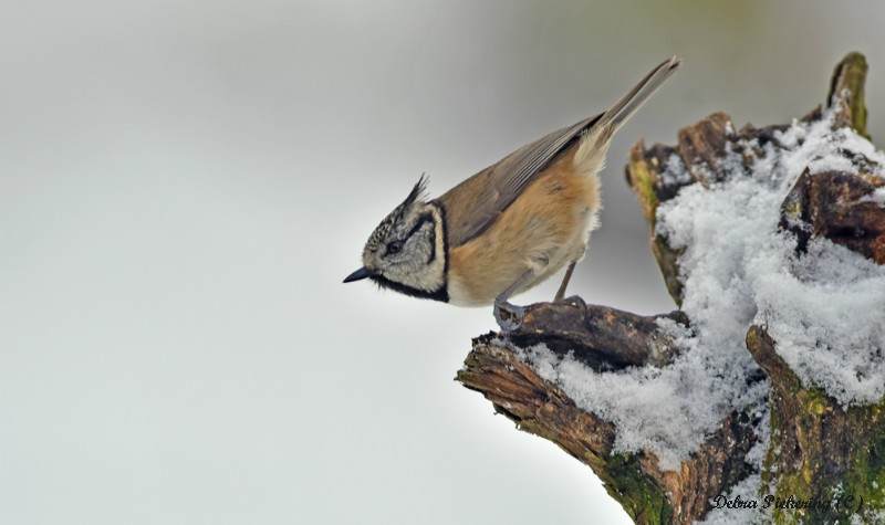 Crested Tit - Birds