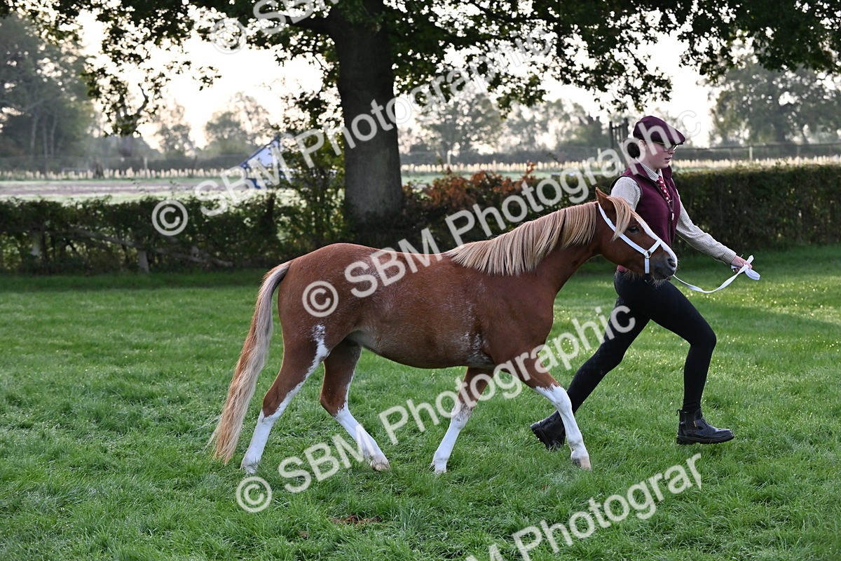 SBM_54590 - S44 - Youngstock In Hand