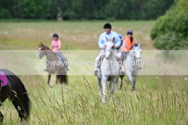 WJ6_8086 - Camera 1 Gallops