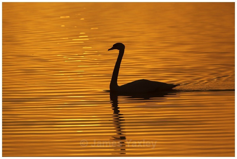 Mute Swan Silhouette - Creative
