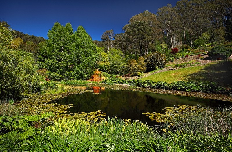 Mt. Lofty Lake1-0226 - TREES, FLOWERS AND PLANT PHOTOS