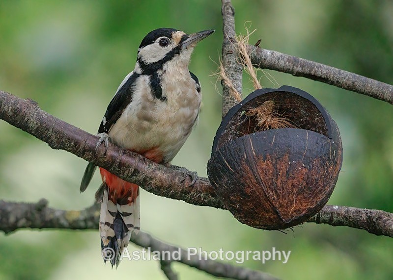 Great Spotted Woodpecker - Latest Images
