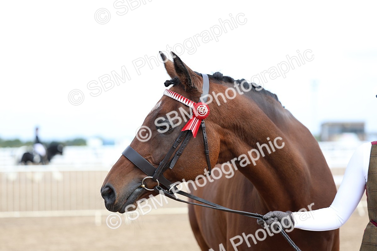 SBM_01858 - Class 18 - Handsomest Gelding - IH or Ridden