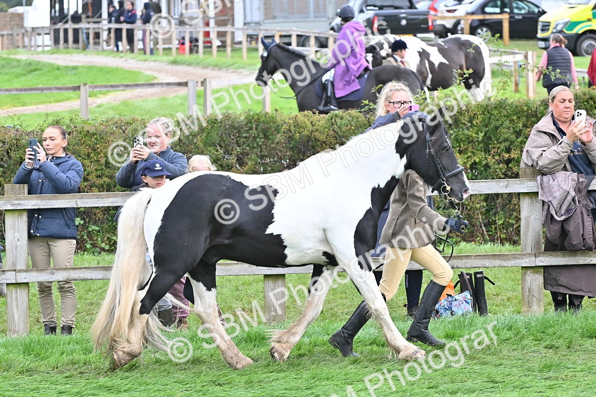SBM_56881 - S45 - Coloured Pony In Hand