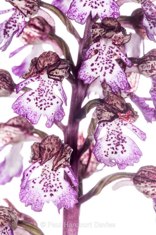  - WB: Orchids - Orchis