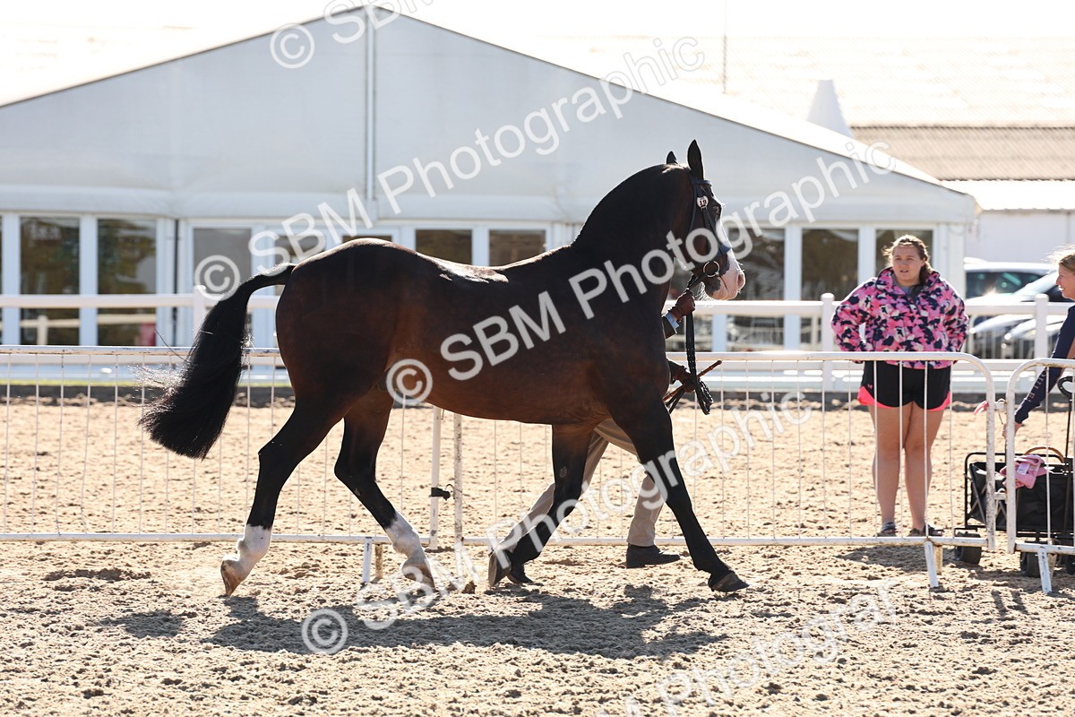 SBM_11737 - Class 204 - Young Handler 11 to 16 years
