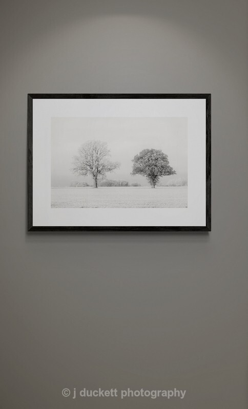  - Black Tree, White Tree