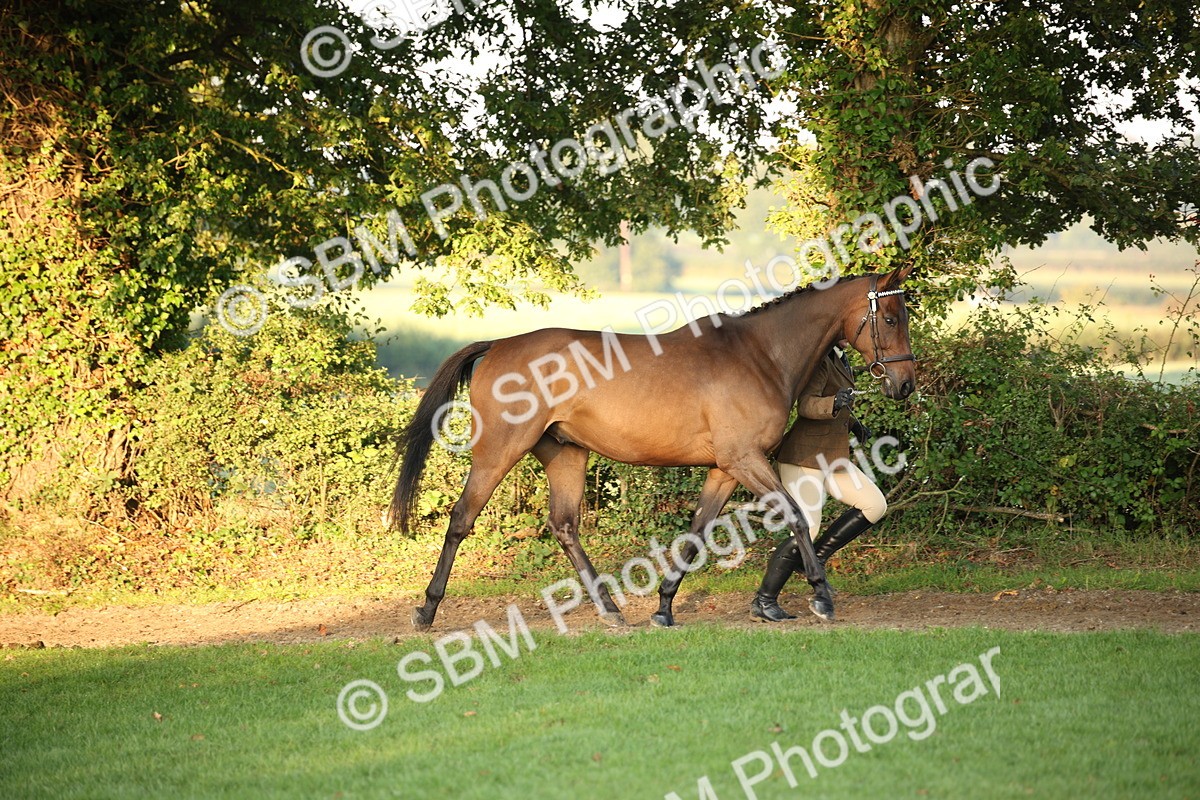 SBM_56841 - S49 - Riding Horse & Hack & Thoroughbred In Hand