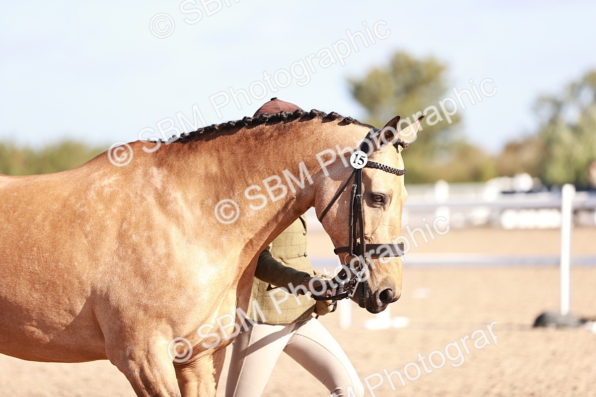 SBM_22071 - Class 703 - IH Coloured