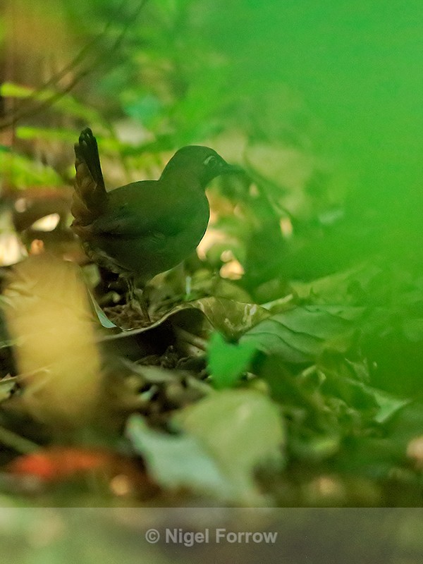 Black-faced Antthrush on the forest floor, Costa Rica - Black-faced Antthrush
