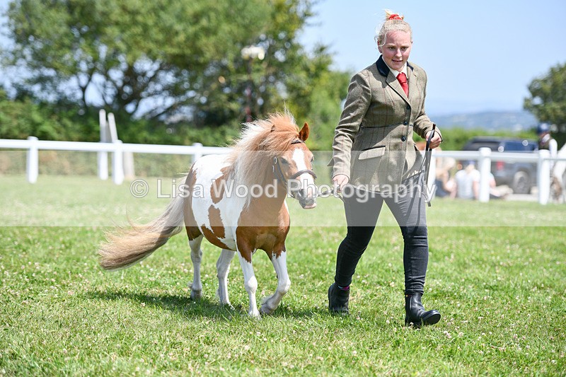 DSC_7379 - Class 62: Coloured Pony Youngstock