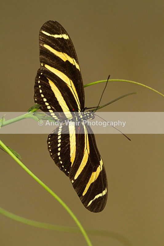 20130803-_MG_5279 - Butterflies & Moths
