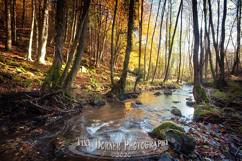 Autumn Forest of Dean. Tina Dorner Photography