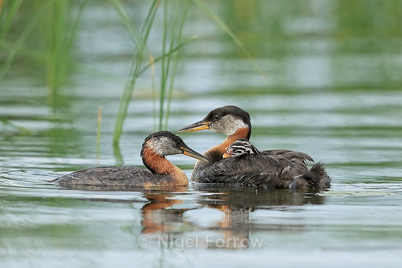 Family of Red-necked Grebes, Minnesota, USA - Red-necked Grebe
