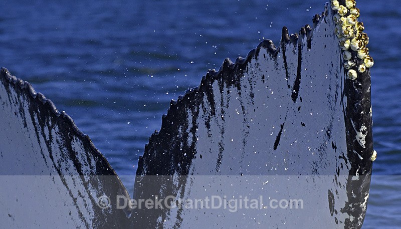 Humpback Whale Megaptera novaeangliae tail macro - Whales / Sea Mammals