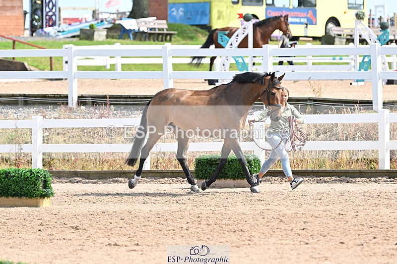 240717A-154925-03071 - Trot Up 3pm to 4pm