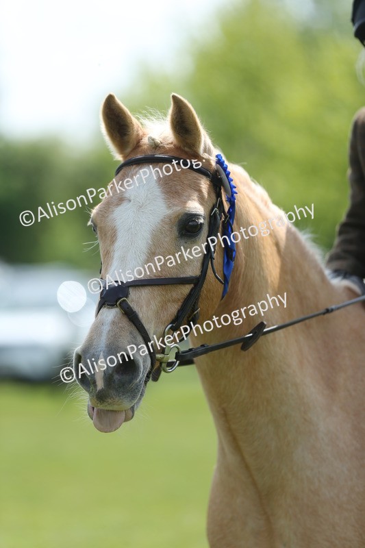 20250427-3447 - Class 8 - Handsomest Gelding