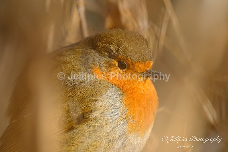  - Wildlife and Nature