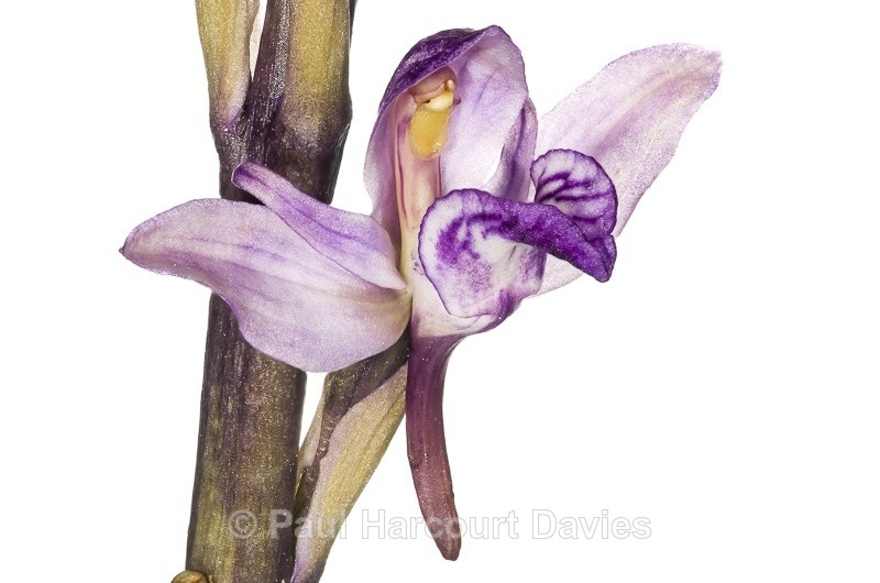  - WB: Orchids - Various