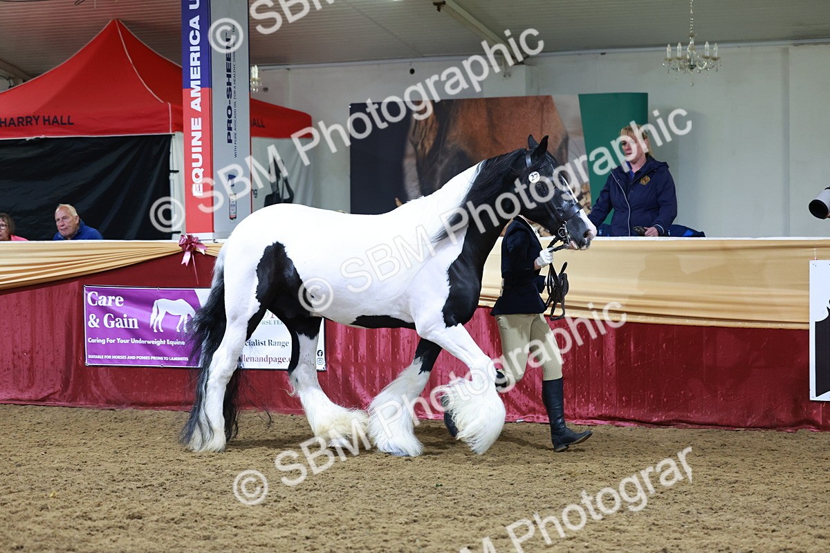 SBM_20403 - Class F - IH Small (148cm & Under)Champ