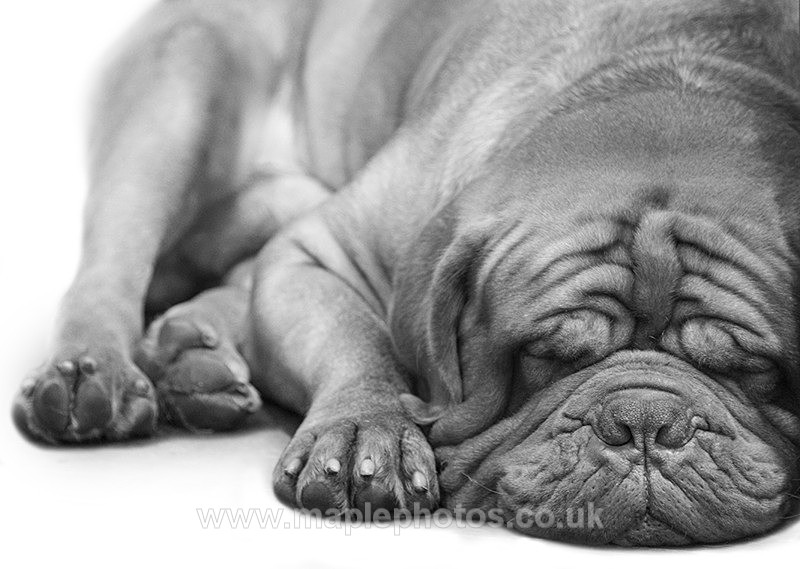 Dogue de Bordeaux - Dogs!