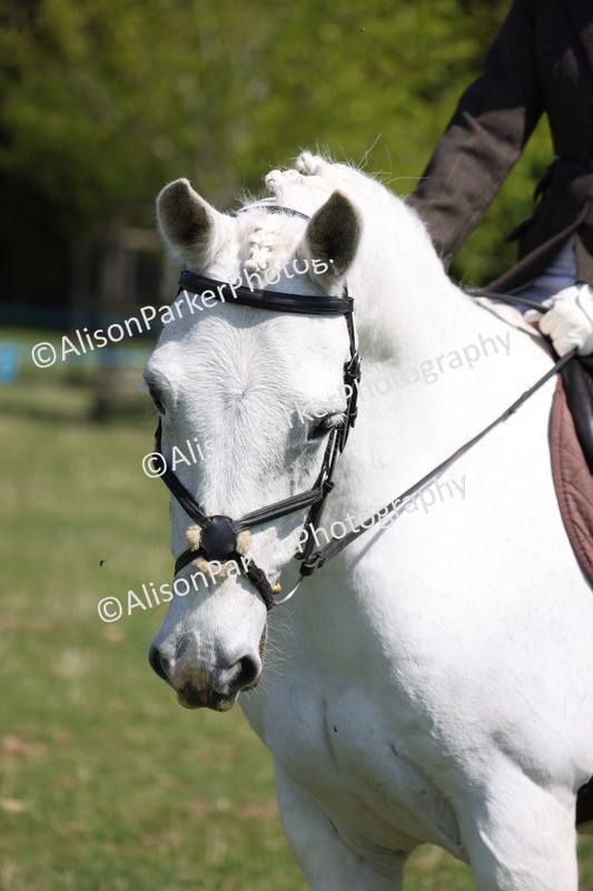 20250427-3247 - Class 33 - Best Pony 14.2hh and Under