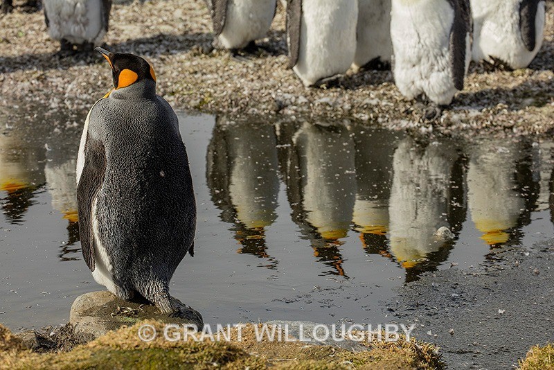 There always one - Antartica