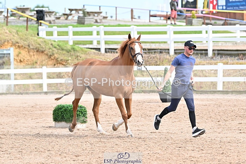 240717A-164306-03495 - Trot Up 4pm to 5pm