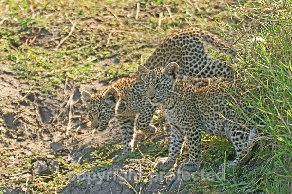 Curious leopard cubs - Timbavati, South Africa - African Leopards