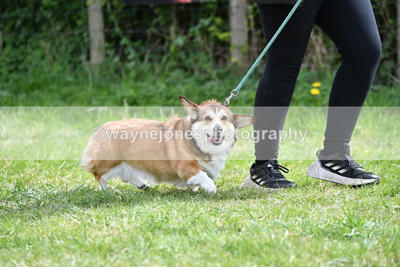 WJ5_9626 - Class 3 Most Handsome Dog