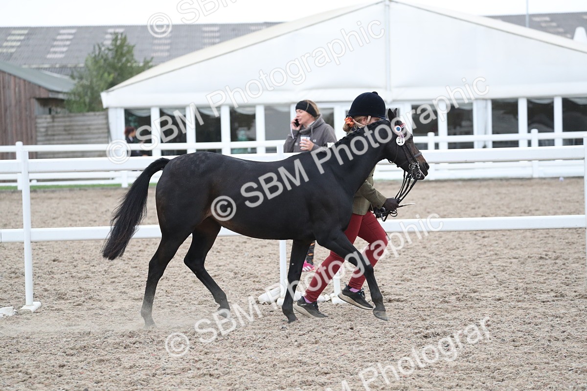 SBM_18339 - Class 318 IH Part bred Horse/Pony