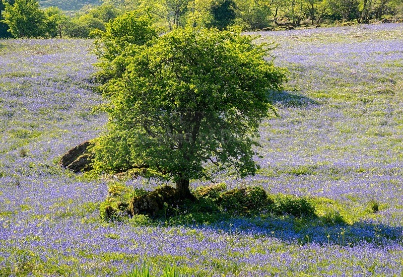 MF1_4876 - Donegal Town & Lough Eske
