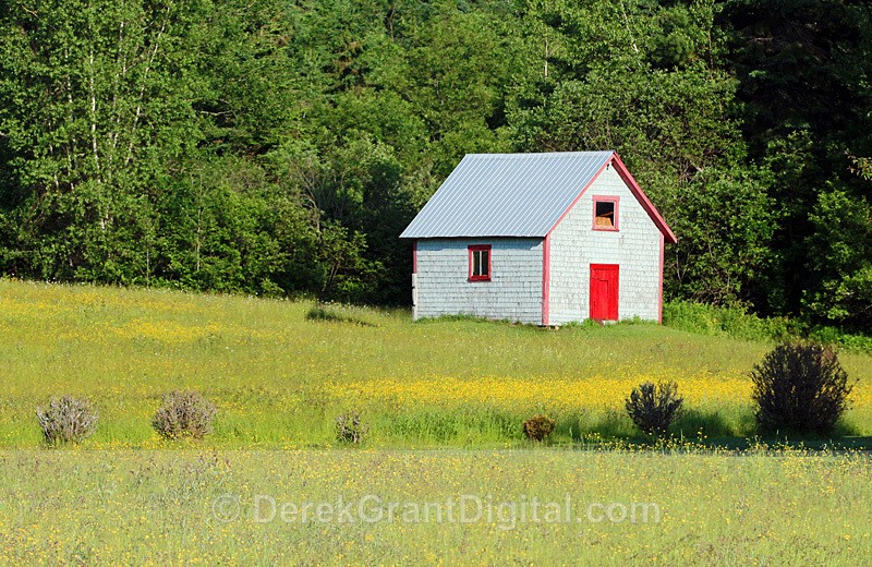 Vintage Shed, Red Door, Buttercups