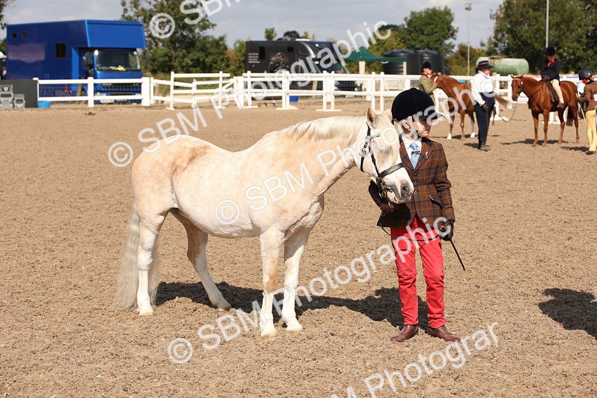 SBM_03047 - Class 17 Prettiest Mare IH or Ridden