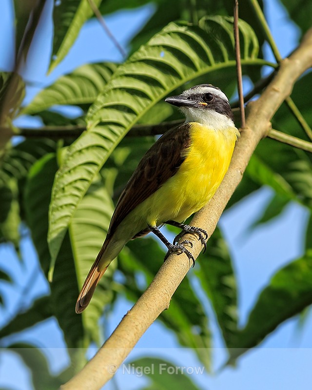 Great Kiskadee, Costa Rica - Great Kiskadee