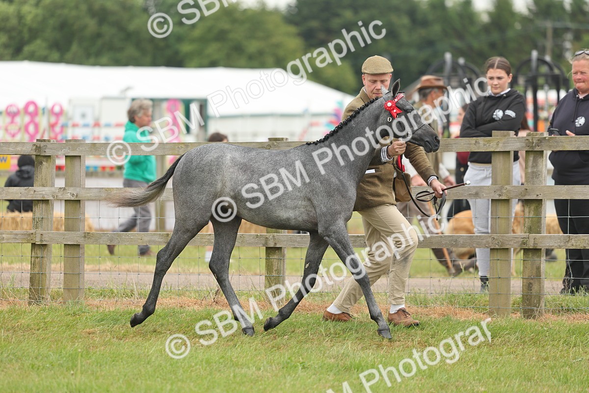 SBM_05554 - Class 68-73 - Riding Pony Breeding