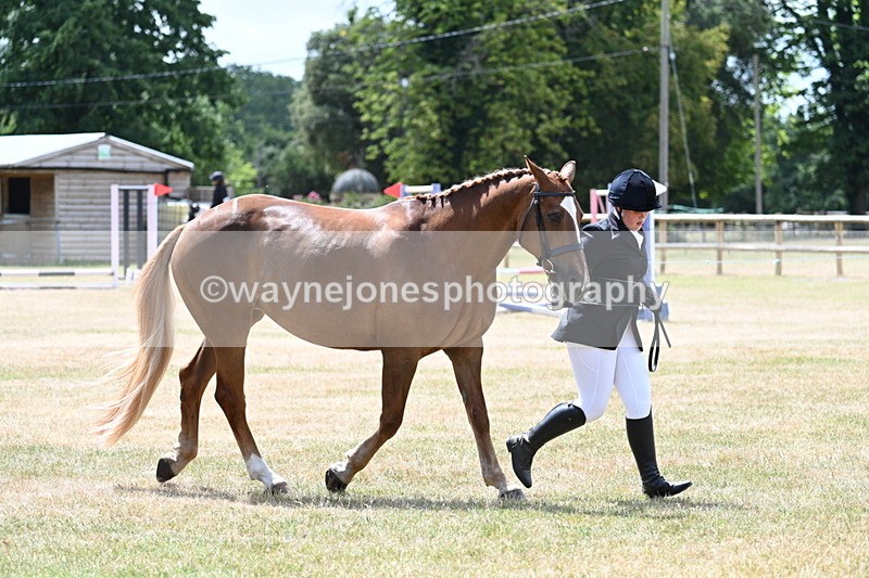 WJ7_1993 - Class 4a Prettiest Mare 14.2hh and over hand