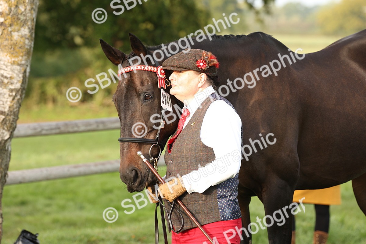 SBM_54989 - S52 - Riding Horse & Hack & thoroughbred In Hand