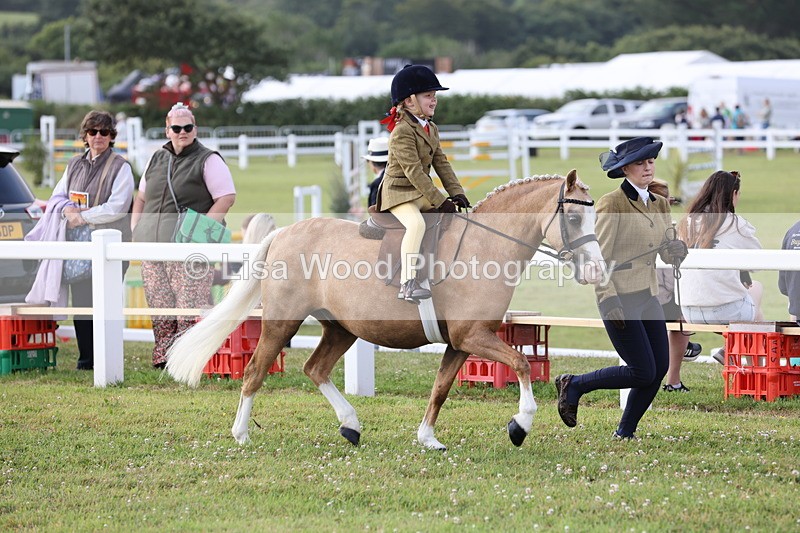 JPP_0203 - Class 14: Cornish Combination Leading Rein